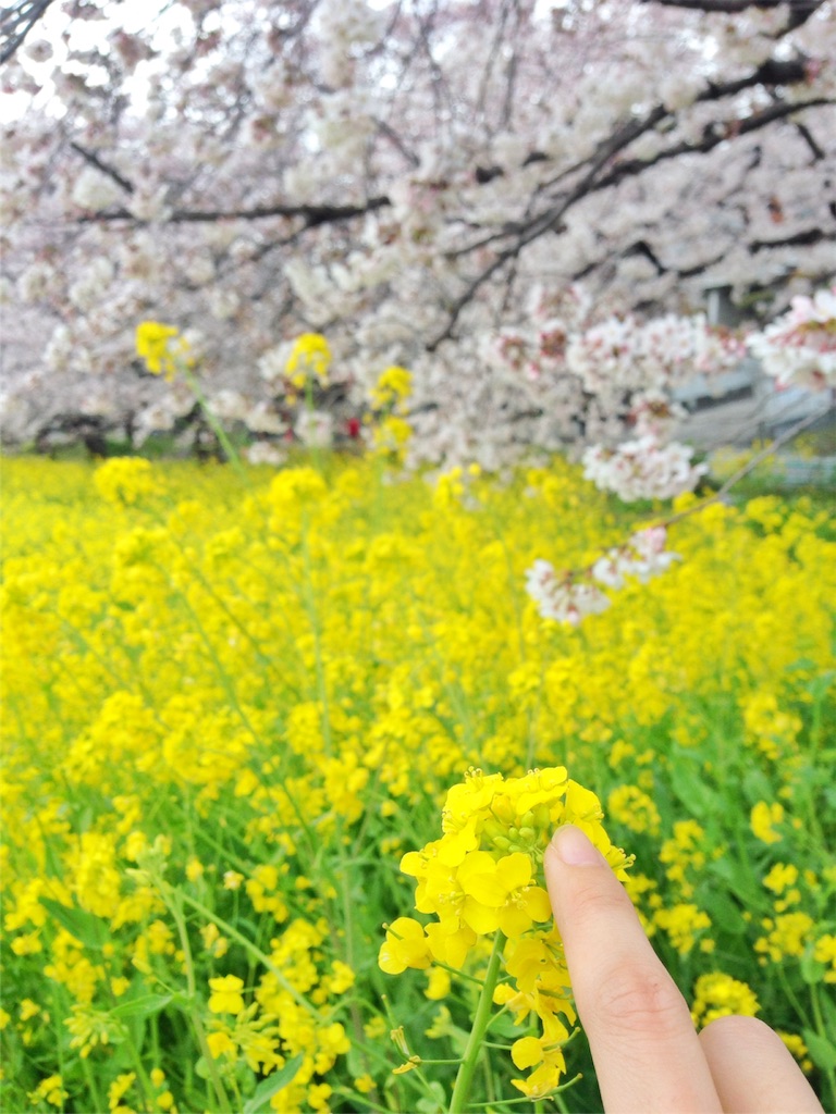 f:id:coruri:20160415121012j:plain