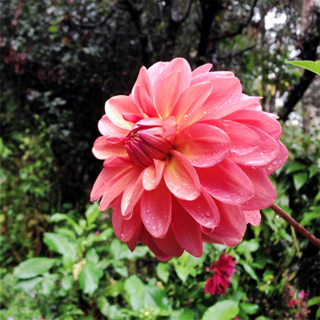 f:id:coruri:20160919113902j:image