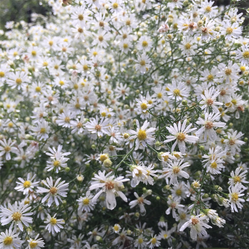 f:id:coruri:20160919114010j:image