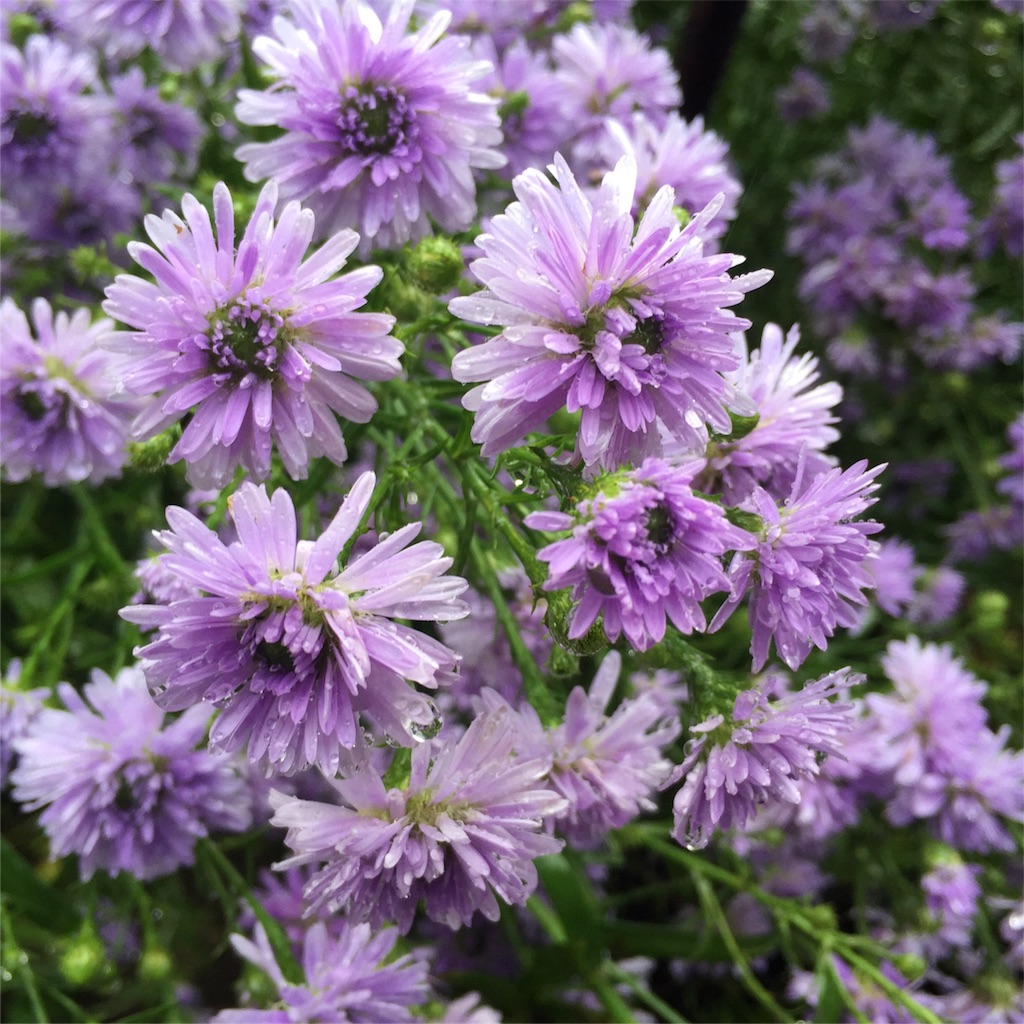 f:id:coruri:20160919114058j:image