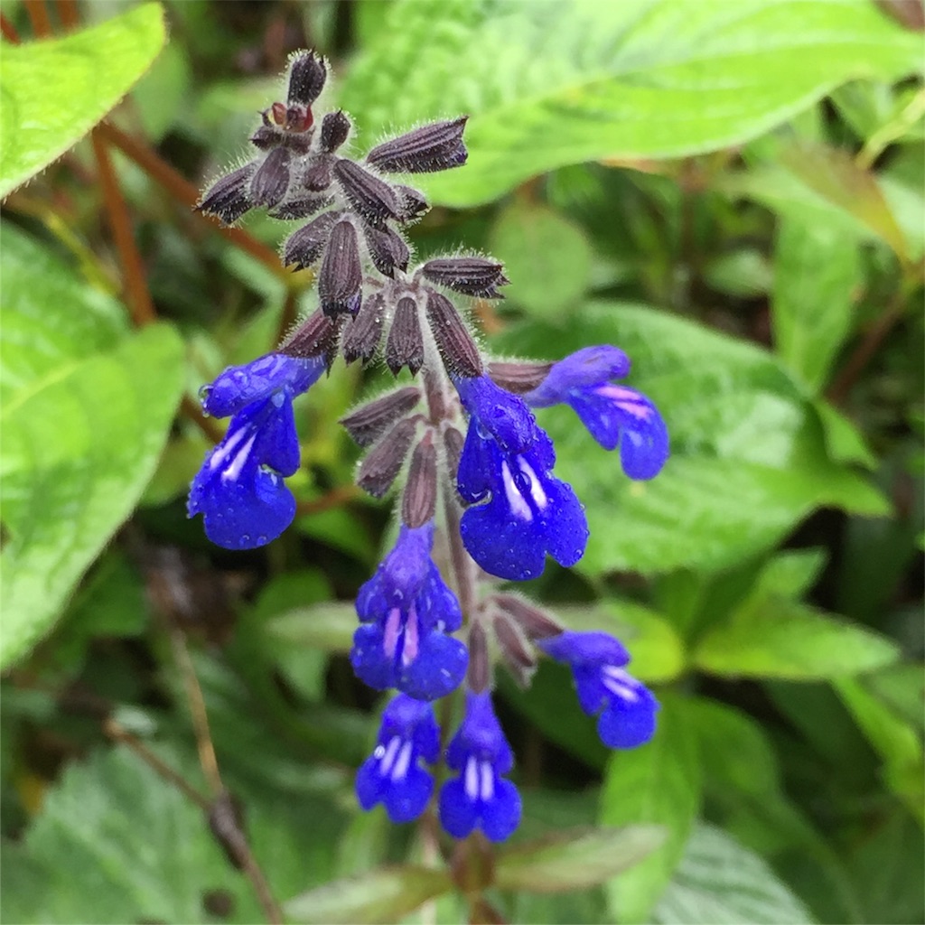 f:id:coruri:20160919120638j:image