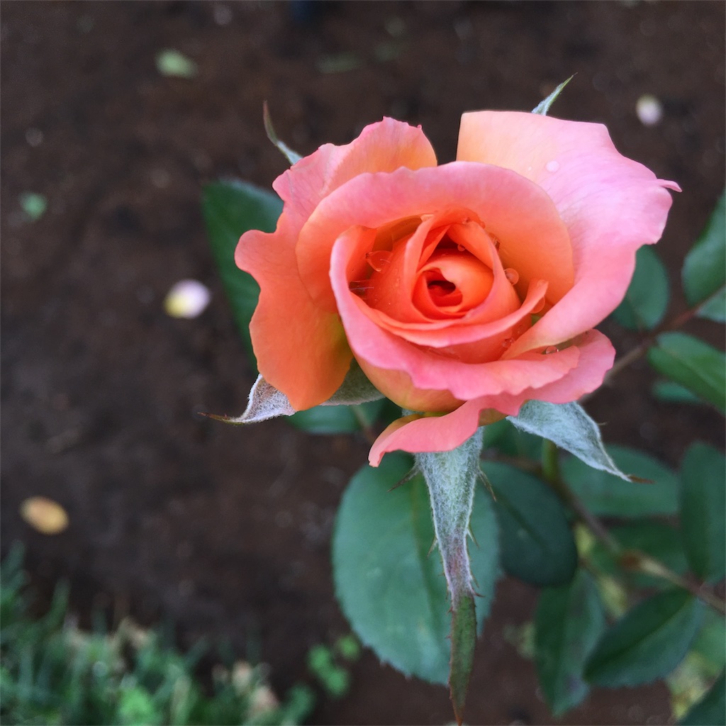 f:id:coruri:20171017210358j:image