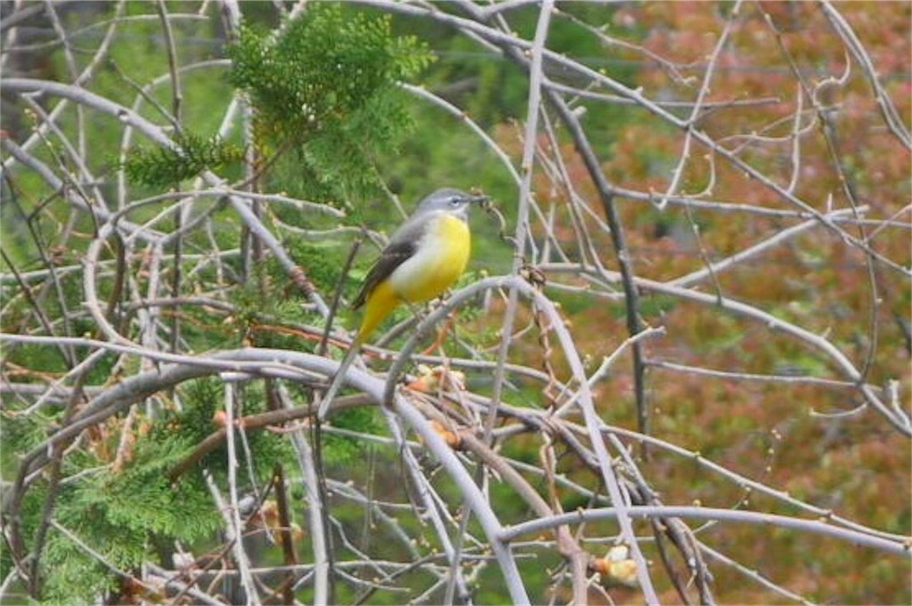 f:id:coruri:20180510133156j:image