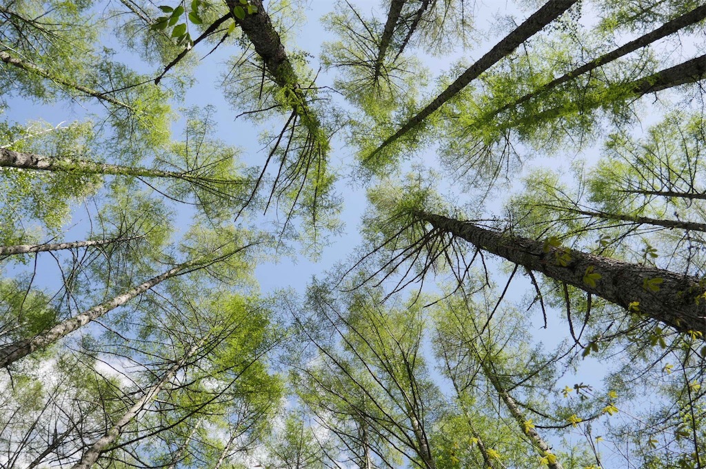 f:id:coruri:20180511101733j:image