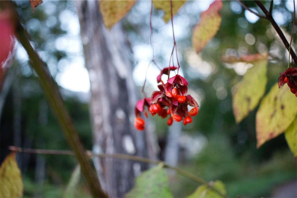 f:id:coruri:20180928173246j:image