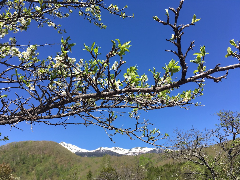 f:id:coruri:20190529191645j:image