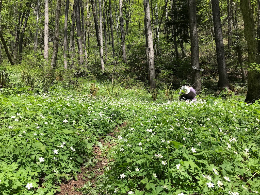 f:id:coruri:20190529191807j:image