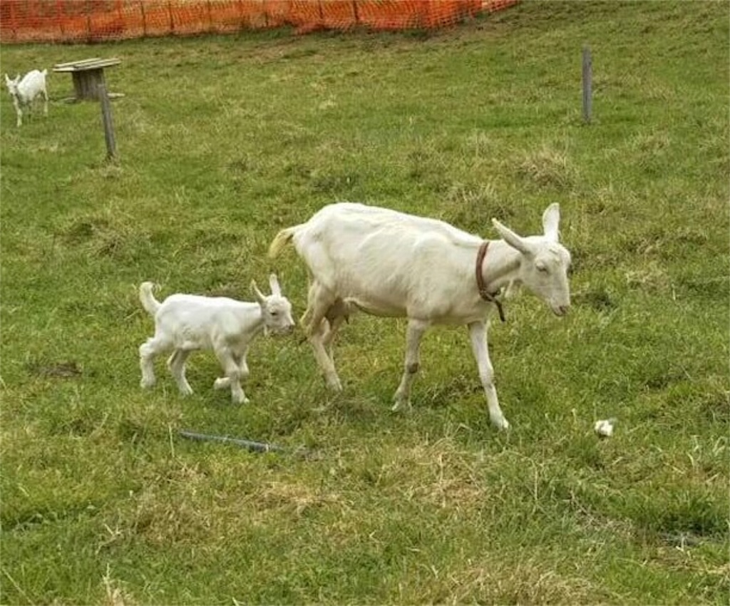 f:id:coruri:20190619183652j:image