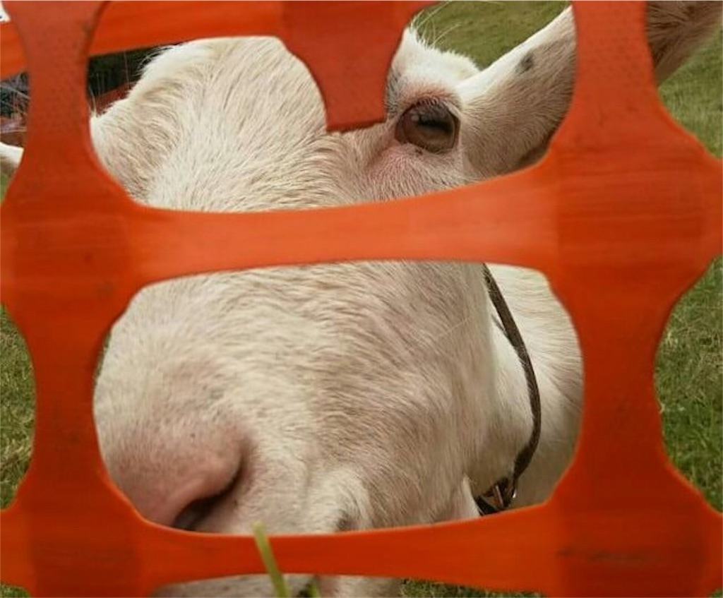 f:id:coruri:20190619183659j:image