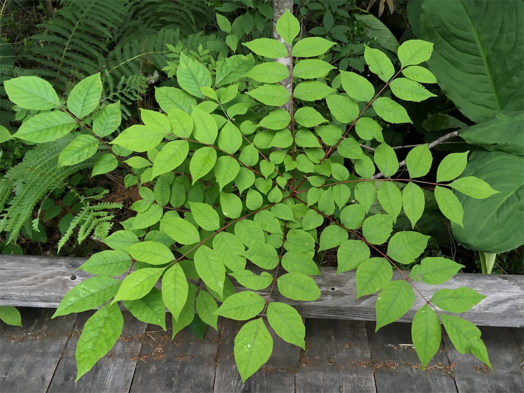 f:id:coruri:20190715183400j:image
