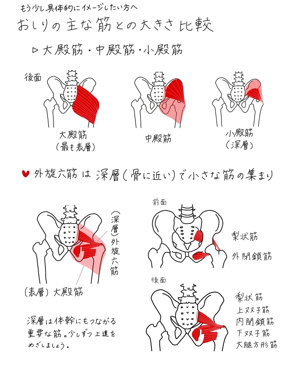 バレエノート 5 ターン アウトの外旋六筋を1つずつ解説 イメージトレーニング お家バレエ入門応援企画 印刷ok バレエヨガインストラクター三科絵理のブログ