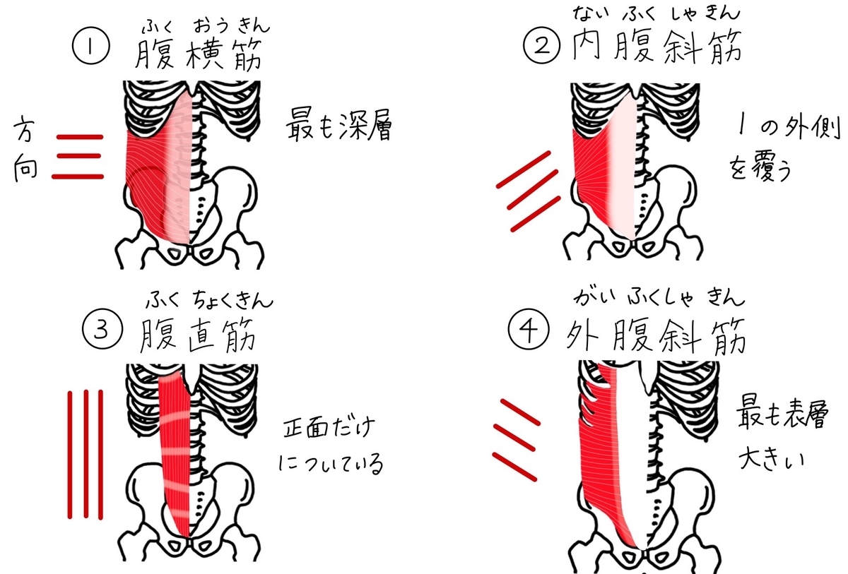 ヨガノート 7 腹筋４種類と方向 内腹斜筋 外腹斜筋 腹直筋 腹横筋 印刷ok お家ヨガ入門応援企画 バレエヨガインストラクター三科絵理のブログ