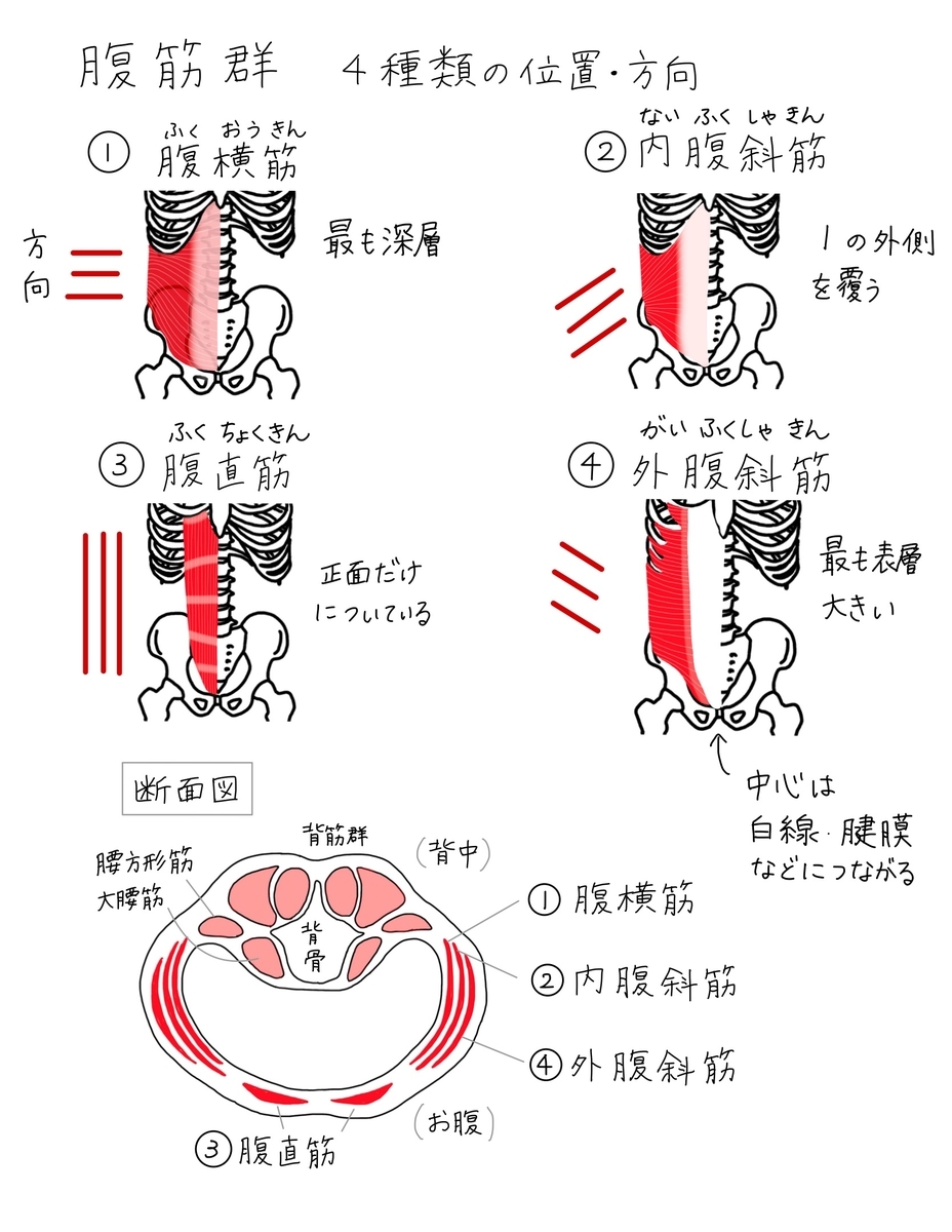 ヨガノート 7 腹筋４種類と方向 内腹斜筋 外腹斜筋 腹直筋 腹横筋 印刷ok お家ヨガ入門応援企画 バレエヨガインストラクター三科絵理のブログ