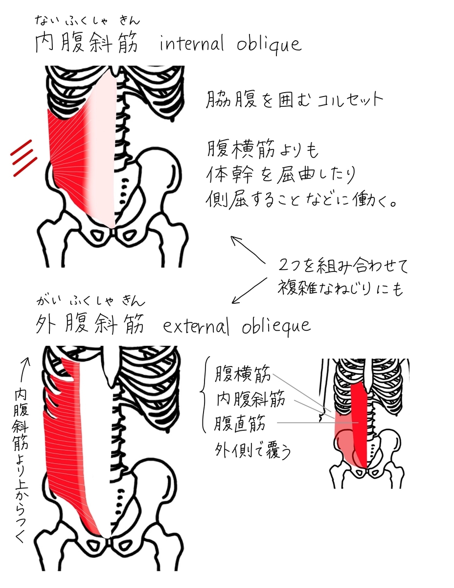 ヨガノート 7 腹筋４種類と方向 内腹斜筋 外腹斜筋 腹直筋 腹横筋 印刷ok お家ヨガ入門応援企画 バレエヨガインストラクター三科絵理のブログ