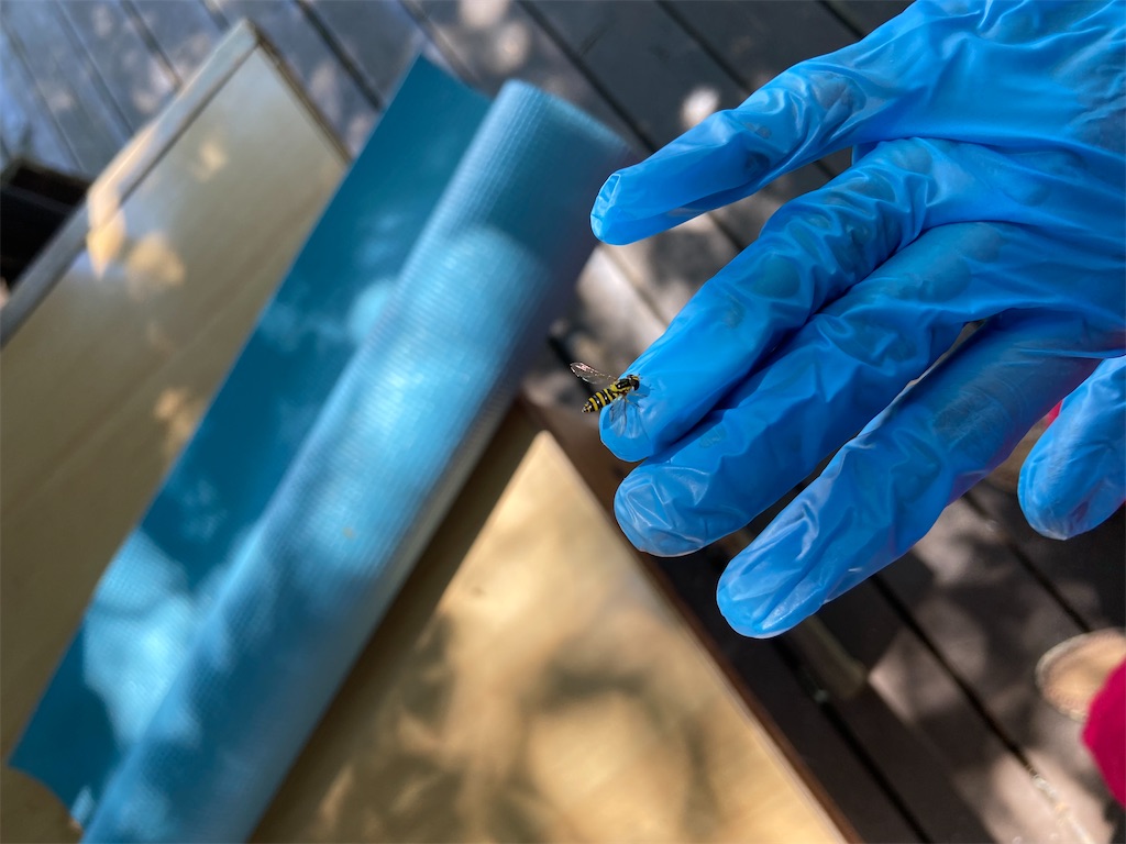 f:id:coruri:20210809000023j:plain