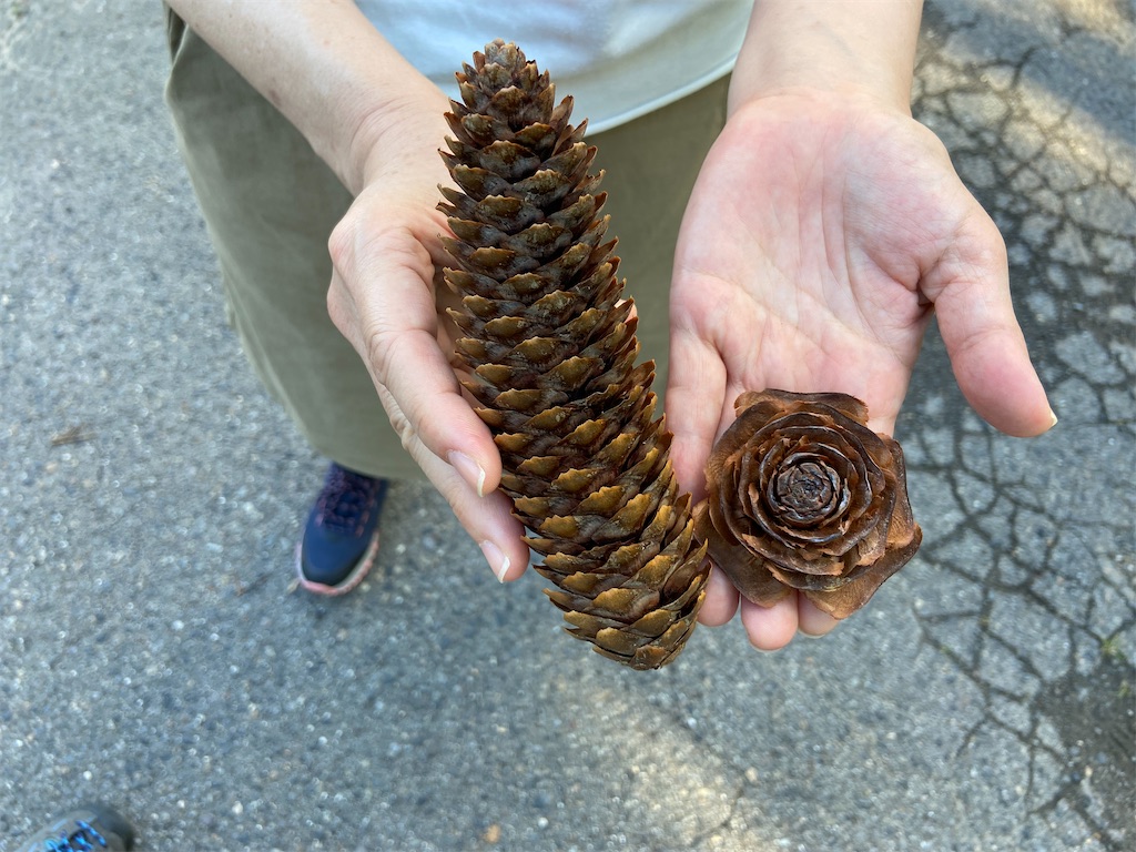 f:id:coruri:20210809000034j:plain