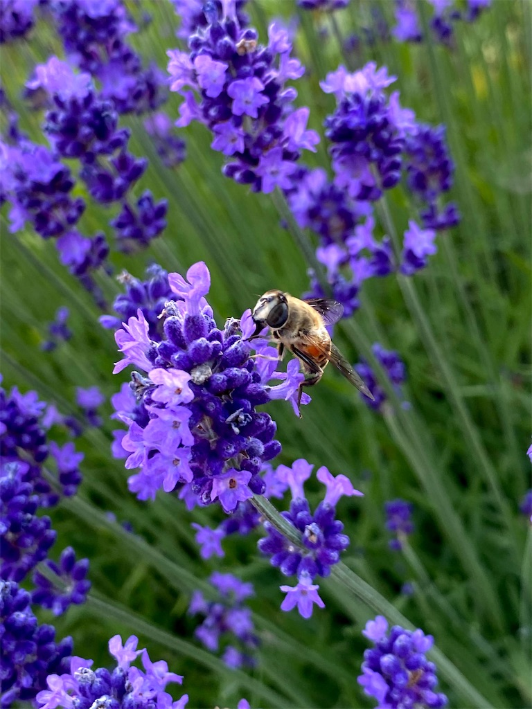 f:id:coruri:20210809000118j:plain