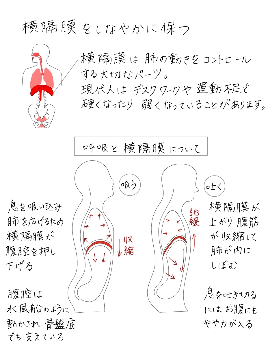 ヨガノート 12 呼吸のしくみ 横隔膜 肋間筋について バレエヨガインストラクター三科絵理のブログ