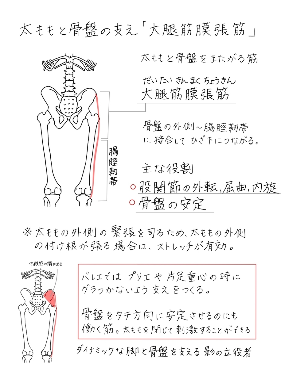バレエノート 13 太もも裏の筋肉 ハムストリングス と大腿筋膜張筋について テキストpdf印刷ok バレエヨガインストラクター三科絵理のブログ