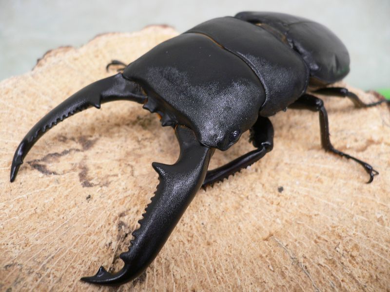 キノコの資料をゆっくり見ていってね キノコの資料をゆっくり見ていってね