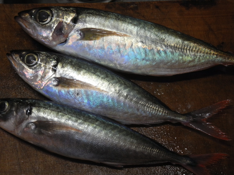 f:id:corydalis:20161020125804j:image:w400