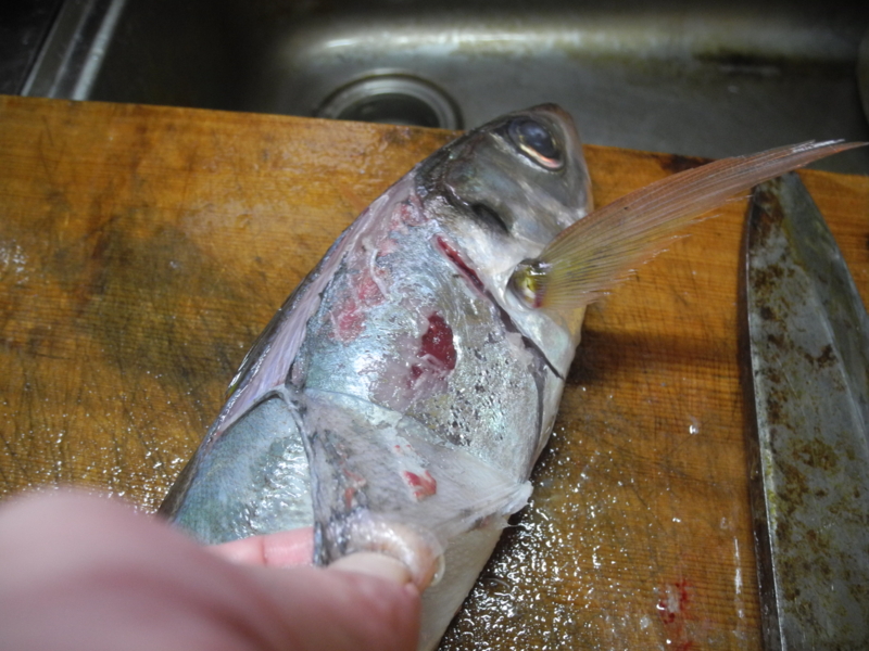 f:id:corydalis:20161020130456j:image:w400