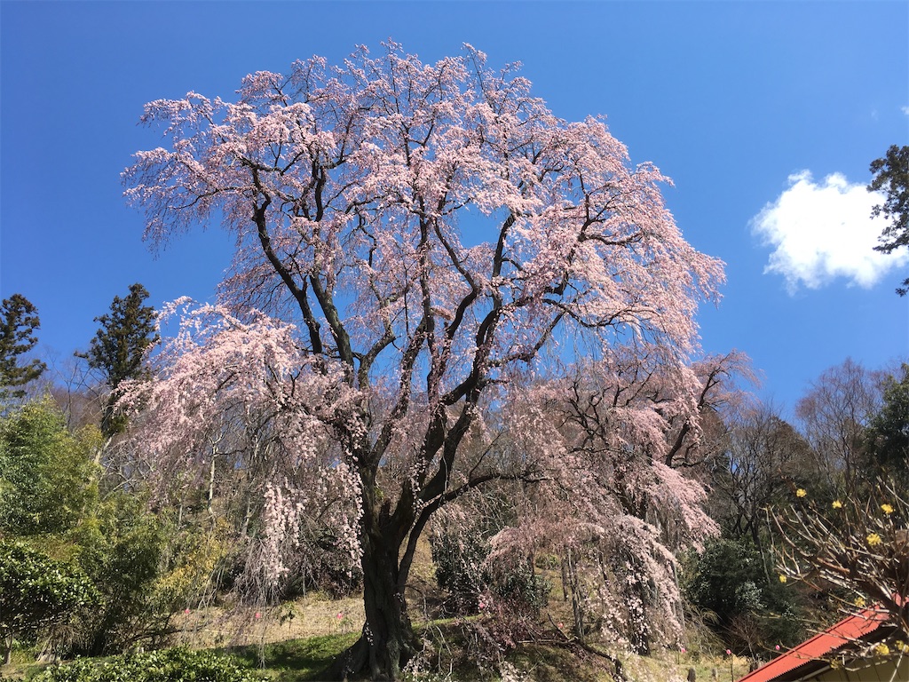 f:id:cos-jonetsu:20191231170801j:image