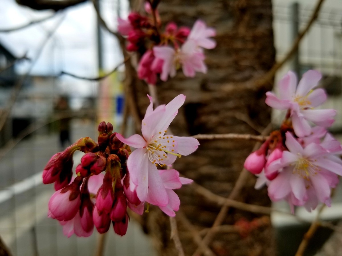 f:id:cosachi:20190322080754j:plain