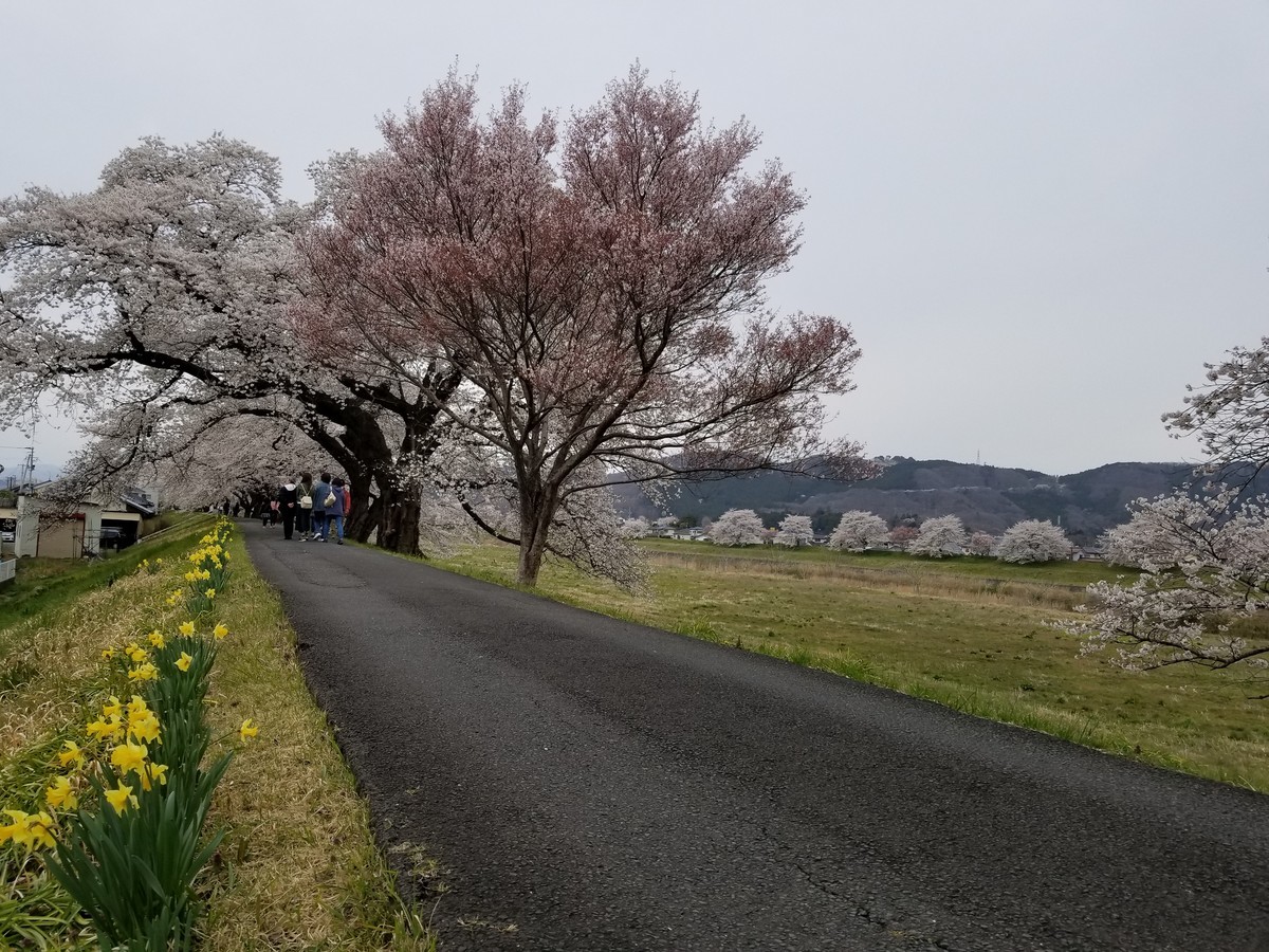 f:id:cosachi:20190414162944j:plain