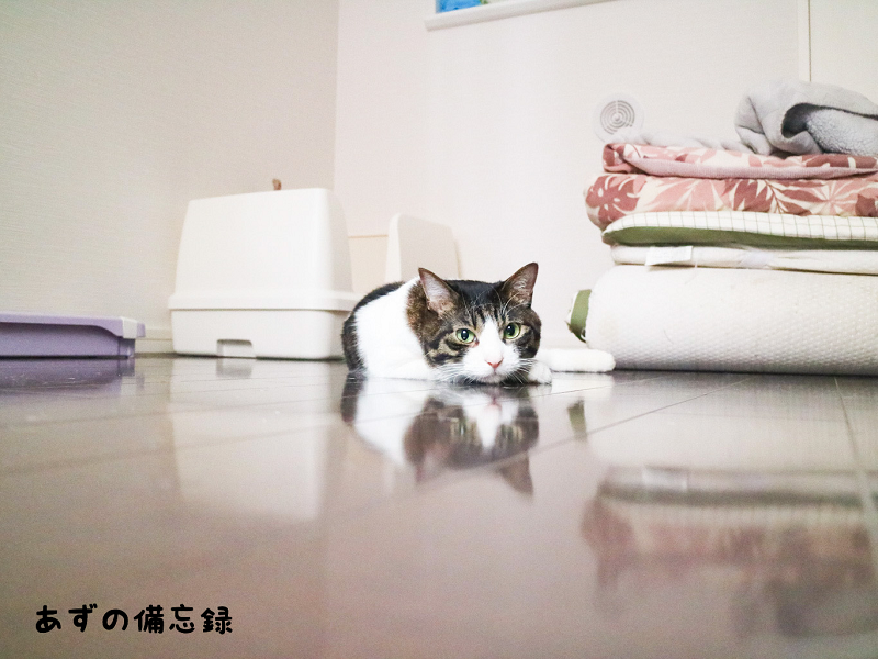 f:id:cosami1215:20200511195917p:plain