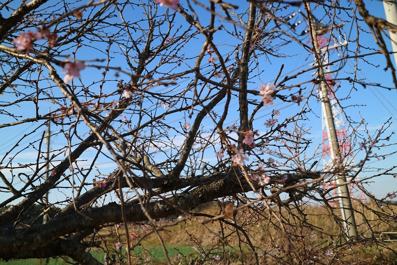 冬に咲く桜っていうやつかな