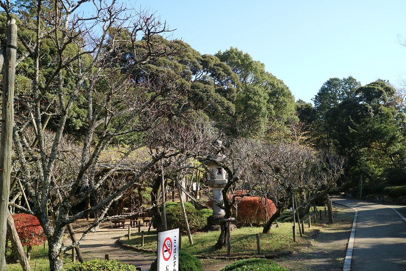 梅の木でしょうか？