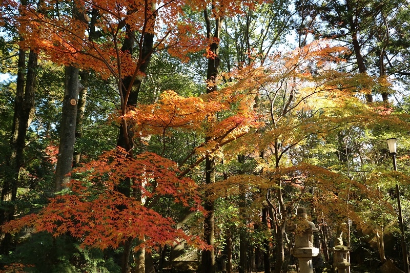 まだまだ紅葉していた