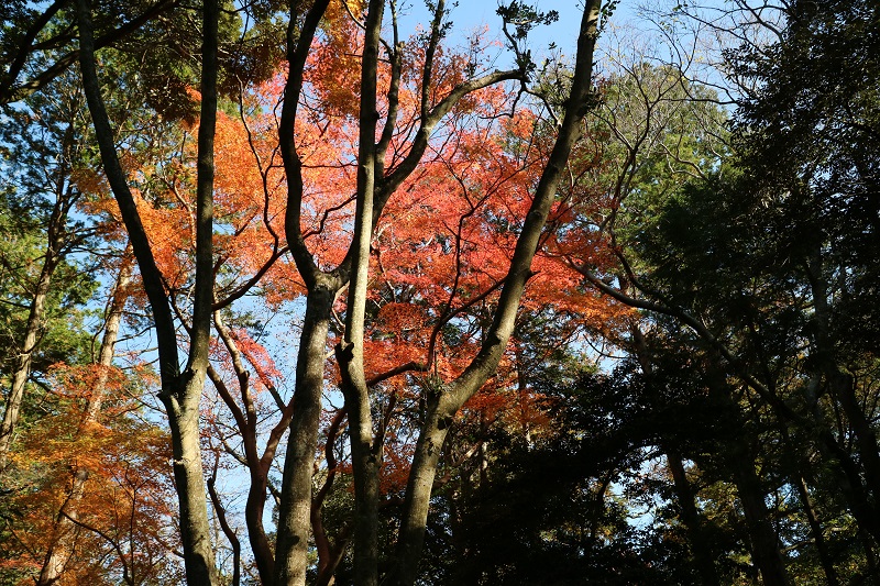 太陽の光にあたる紅葉