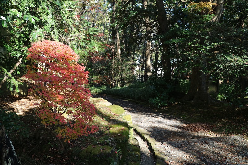 紅葉撮りまくり