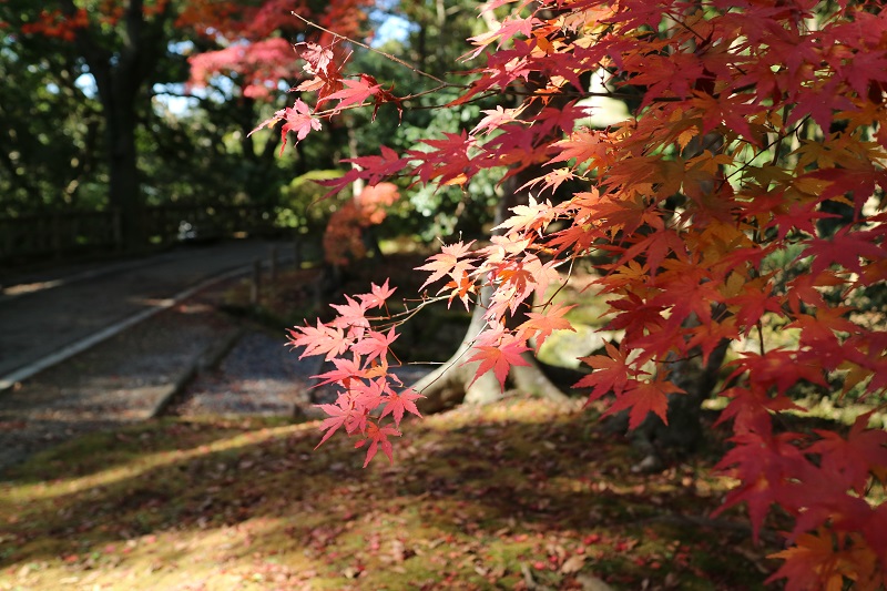 まだまだ見られる紅葉