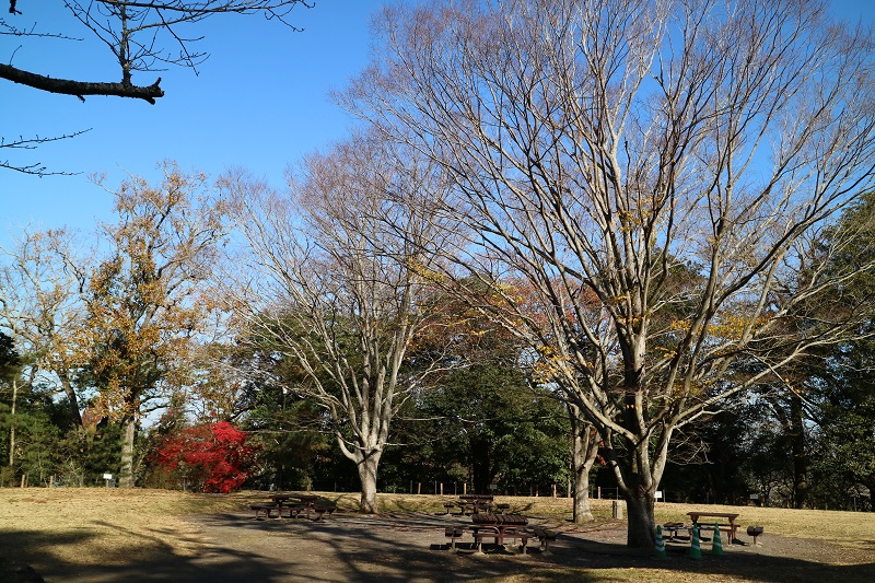 広場の紅葉は終わっていたようだ