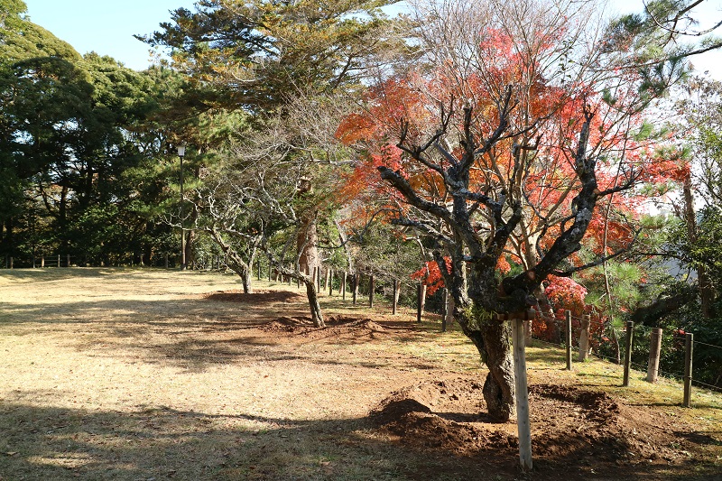 広場に数本梅だと思うんだけど植樹されていた