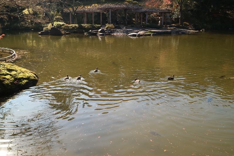 鴨ちゃんと鯉がいた