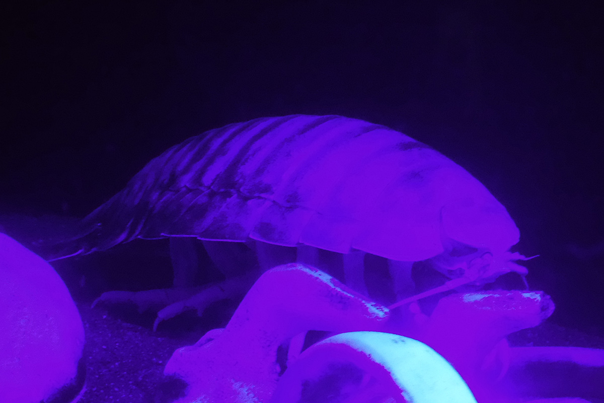 f:id:cosinon:20190522141007j:plain f:id:cosinon:20190522141007j:plain