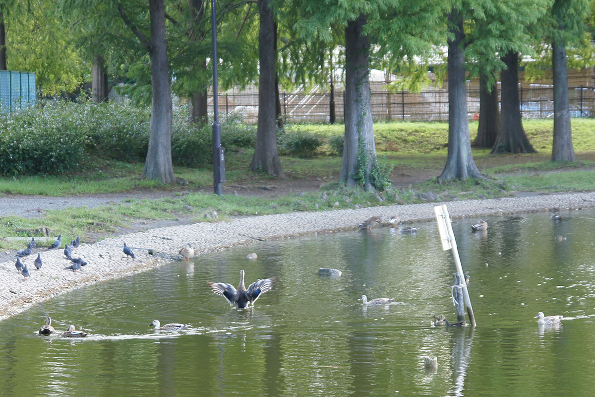 f:id:cosinon:20190925115544j:plain