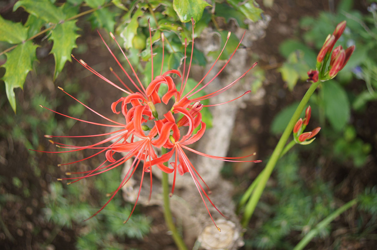 f:id:cosinon:20190926163346j:plain