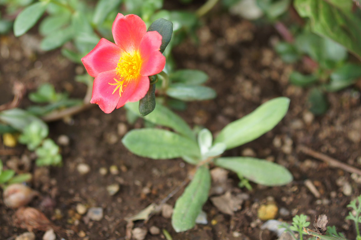 f:id:cosinon:20190926163404j:plain