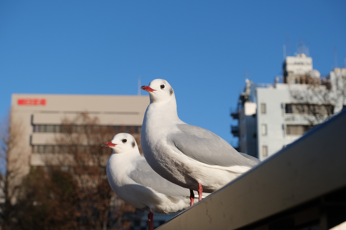 f:id:cosinon:20191229213508j:plain