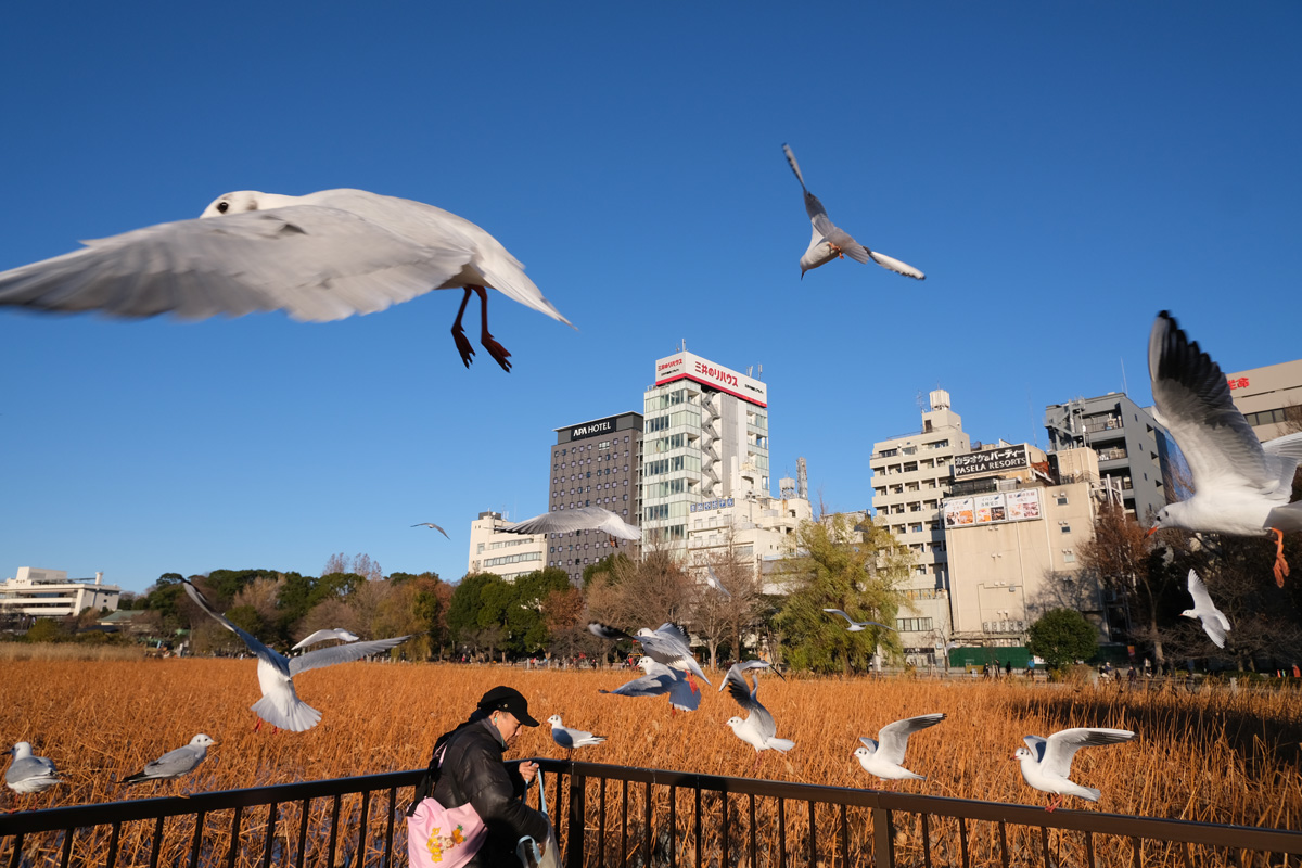 f:id:cosinon:20191229213549j:plain