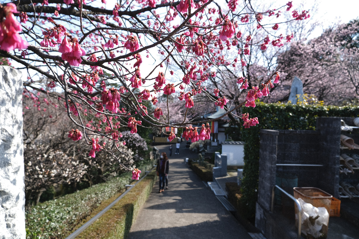 f:id:cosinon:20200303115829j:plain