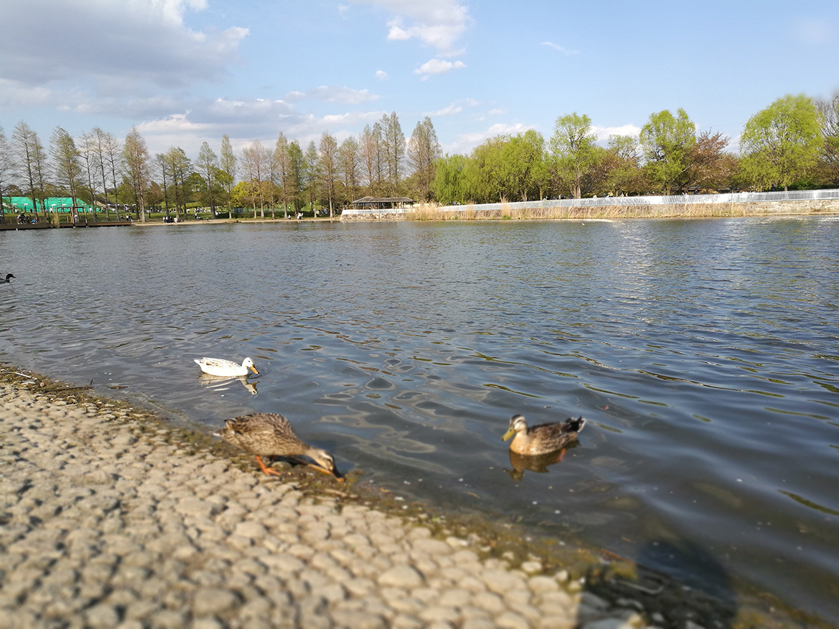 f:id:cosinon:20200413112405j:plain