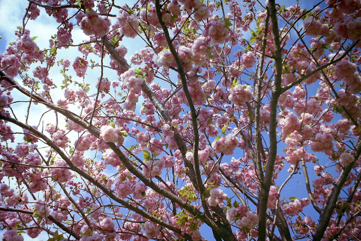 f:id:cosinon:20200424170006j:plain