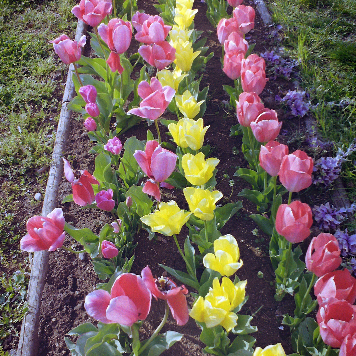 f:id:cosinon:20200424170016j:plain