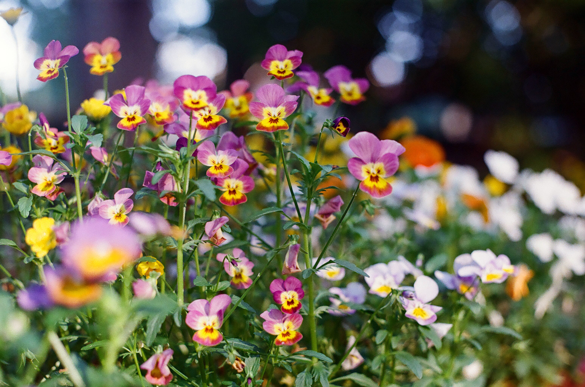 f:id:cosinon:20200529220706j:plain